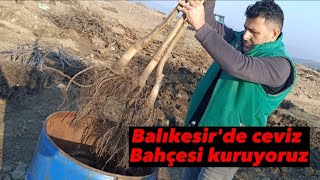 BALIKESİR CEVİZ BAHÇESİ KURULUMU 30 DEKAR [upl. by Sterne55]