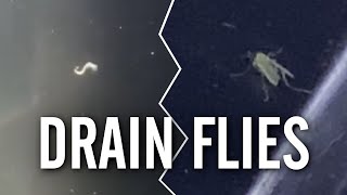 How to Get Rid Of Drain Flies in Your Aquarium [upl. by Crandell]