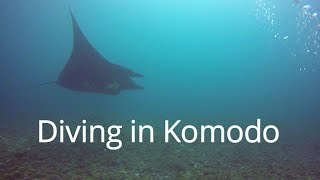 Scuba Diving in Komodo National Park Indonesia 2017 [upl. by Boswall]