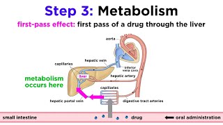 Pharmacokinetics How Drugs Move Through the Body [upl. by Lashar649]