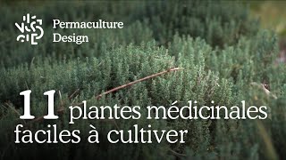 Liste de 11 plantes médicinales faciles à cultiver dans son jardin en permaculture [upl. by Morrill]