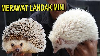 MERAWAT LANDAK MINI UNTUK PEMULA [upl. by Sidwel]