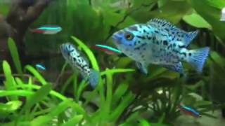 Cichlasoma Blue Dempsey [upl. by Hnad]