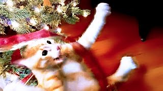 Christmas cats compilation [upl. by Niotna]