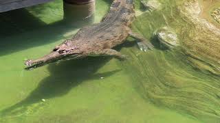 Tomistoma Feeding at LA Zoo [upl. by Yrrat]