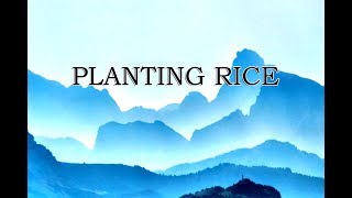 Planting Rice  Classic Nursery Rhymes [upl. by Silsbye]