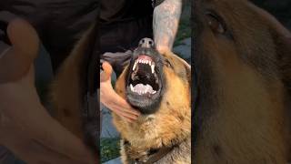 😱‼️He was seriously angry German Shepherd with huge teeth [upl. by Eelyme]