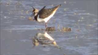 美しい冬鳥、タゲリの鳴き声 Northern lapwing [upl. by Ynnol712]