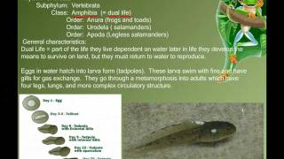 Vertebrate Diversity Amphibians [upl. by Saxen628]