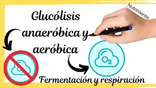 Glucólisis anaeróbica y aeróbica FERMENTACIÓN Y RESPIRACIÓN [upl. by Marlo]