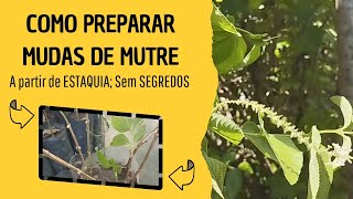 COMO preparar mudas de MUTRE  ALOYSIA VIRGATA a partir de estaquia sem segredos [upl. by Kensell]