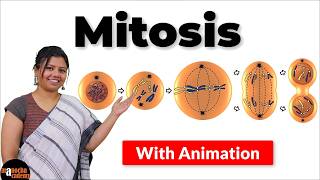 Cell Cycle or Cell division complete lecture Interphase Mitosis and Meiosis [upl. by Caprice972]