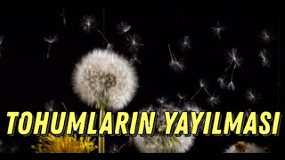 Tohumlar Hangi Yollarla Yayılır Tohumların Dağılma Yöntemleri [upl. by Errecart]