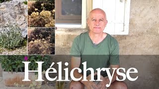 Hélichryse Helichrysum italicum  ecchymoses varicosités protection de la peau [upl. by Seditsira]