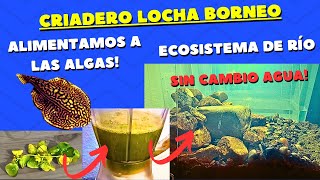 CRIADERO NATURAL de VENTOSASLOCHAS de Borneo SIN cambio de agua Abonamos ALGAS Parte 2 [upl. by Ariad597]