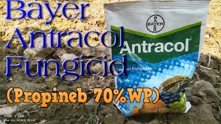 Bayre Ka Antracol Fungicid Propineb 70WP Fungicid Bayer product Contact Fungicid Antracol Use [upl. by Ekusuy169]