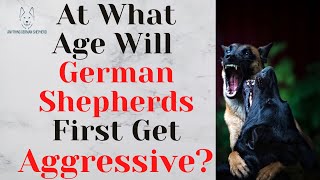 At What Age Will Your German Shepherd First Get Aggressive [upl. by Edmonda862]