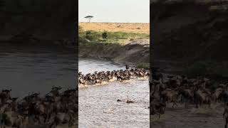 Great Wildebeest Migration Masai Mara Kenya [upl. by Llehsim]