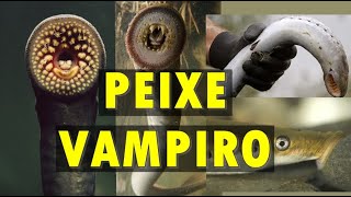 Lampreia ou Peixe Vampiro  Retorna depois de 20 anos shorts curiosidades oceano [upl. by Eph]