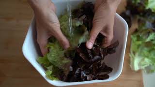 Viva Farms CSA Recipe Storing and Crisping Lettuce  Almacenamiento de lechuga [upl. by Charbonneau998]