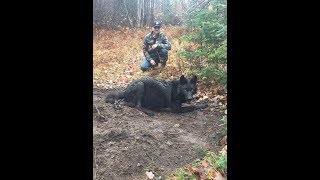 Wolf Released From A Trap in Michigans Upper Peninsula [upl. by Ashwin198]