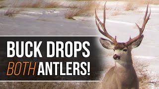 Buck Drops Both Antlers at Once Mule Deer Shed Hunting Wildlife [upl. by Ardnait]