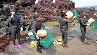 Haenyeo Sea women female divers in the Korean province of Jeju [upl. by Rosol]