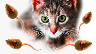 Jeux pour chats 🐭 Rongeurs  Attraper des Souris 🐭 Mettez votre chat devant cette vidéo JEU VIDEOS [upl. by Alihet835]