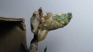 Cicada ecdysis [upl. by Isac729]