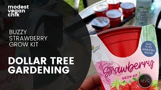 Dollar Tree Buzzy Strawberry Grow Kit  Modest Vegan Chik [upl. by Atiraj165]