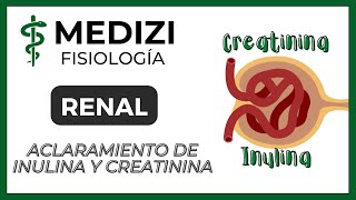 Fisiología Renal  Aclaramiento de Inulina y Creatinina Depuración o Clearance IGdoctorpaiva [upl. by Olwen64]