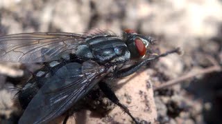 Sarcophaga carnaria fly [upl. by Airamesor]