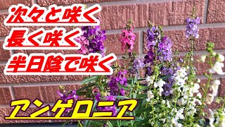 【花】アンゲロニアの育て方・植え付け vrew exported [upl. by Nailuj]