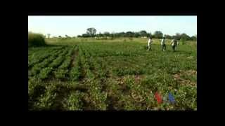 Uganda Groundnut Crops [upl. by Vokay301]