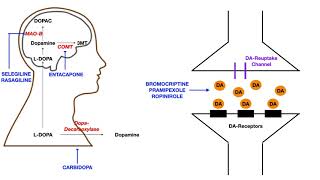 Parkinsons Pharmacology [upl. by Anauqahs]