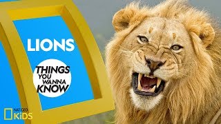 Cool Facts About Lions  Things You Wanna Know [upl. by Trahurn]