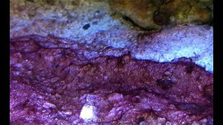 Treat Red Slime Cyano in Reef Tank using Cyano Rx [upl. by Enomis]