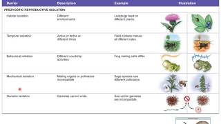 Lecture 18 Macroevolution [upl. by Eanej]