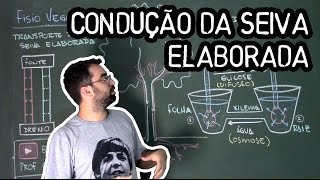 Condução de Seiva Elaborada  Fisiologia Vegetal  Aula 26 Botânica Prof Guilherme [upl. by Henriette]