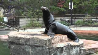 Sea Lion With Sounds [upl. by Hameerak]