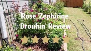 Rose Zephirine Drouhin Review [upl. by Ayak743]