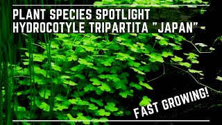 Plant Species Spotlight  Hydrocotyle Tripartita quotJapanquot  Care Guide [upl. by Allerie935]