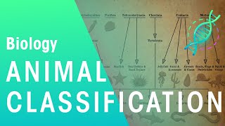 Animal Classification  Evolution  Biology  FuseSchool [upl. by Hermione]