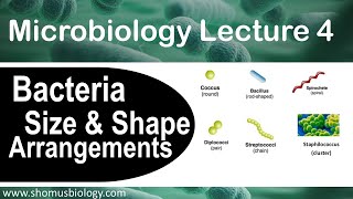 Microbiology lecture 4  bacteria size shape and arrangement [upl. by Itin]