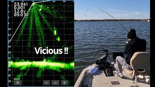 LiveScope Crappie FISHING Open Water Vicious hooksets [upl. by Ainahs465]