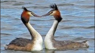 L👀K  GREAT CRESTED GREBES Courtship WEED DANCE  Podiceps cristatus [upl. by Haida]