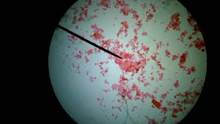 Animal Cells Under a Microscope [upl. by Whitehurst]