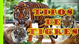 TIPOS DE TIGRES QUE EXISTEN [upl. by Assina]