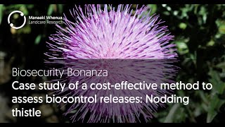 Biosecurity Bonanza Case study of a cost effective method to assess biocontrol releases [upl. by Joachim]