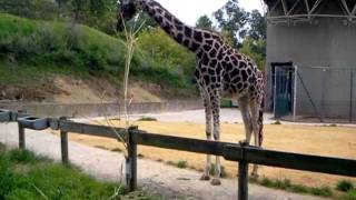 Reticulated Giraffe and Rothschild Giraffe at Saarbrücken Zoo Germany 25 July 2011 [upl. by Leesa759]